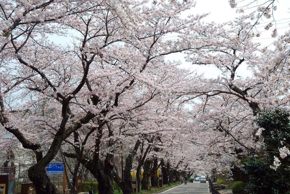 Kunugidaira Hotel Fukuşima Dış mekan fotoğraf